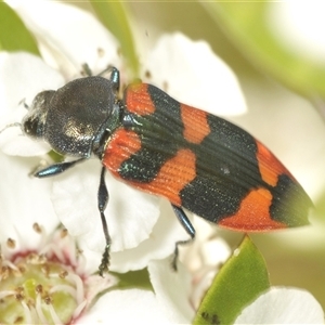 Castiarina kershawi at Uriarra Village, ACT - 6 Dec 2024 08:16 AM