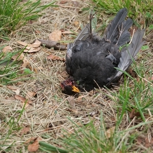 Turdus merula at Higgins, ACT - 20 Mar 2021 02:38 PM