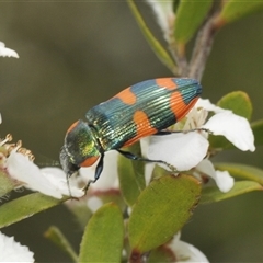 Castiarina watkinsi (Watkins' Castiarina jewel beetle) at Uriarra Village, ACT - 6 Dec 2024 by Harrisi