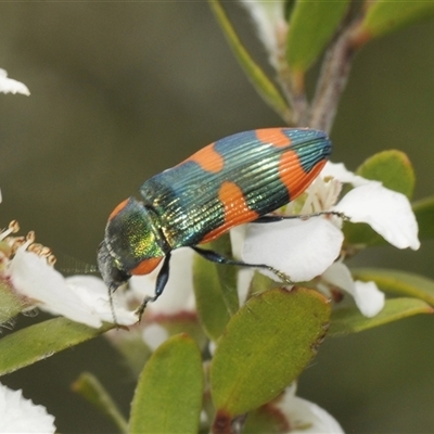 Castiarina watkinsi (Watkins' Castiarina jewel beetle) at Uriarra Village, ACT - 6 Dec 2024 by Harrisi