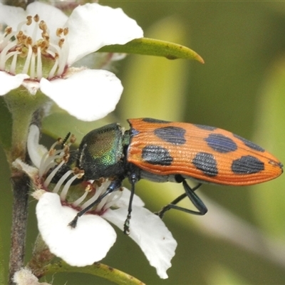 Castiarina octomaculata (A jewel beetle) at Uriarra Village, ACT - 6 Dec 2024 by Harrisi