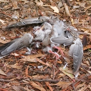 Ocyphaps lophotes (Crested Pigeon) at Higgins, ACT by Untidy