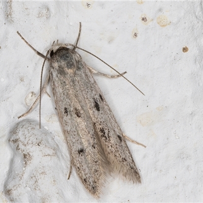 Oecophoridae provisional species 2 at Melba, ACT - 4 Dec 2024 by kasiaaus