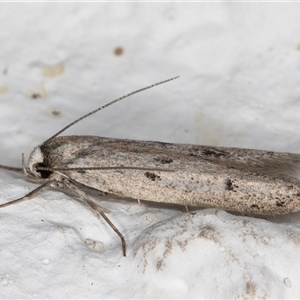 Oecophoridae provisional species 2 at Melba, ACT - 4 Dec 2024