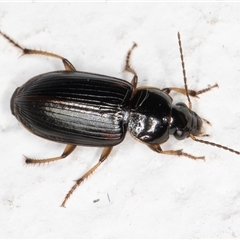 Harpalini (tribe) (Harpaline carab beetle) at Melba, ACT - 4 Dec 2024 by kasiaaus