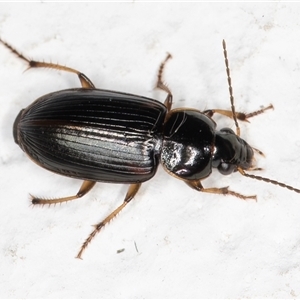 Harpalini sp. (tribe) (Harpaline carab beetle) at Melba, ACT by kasiaaus