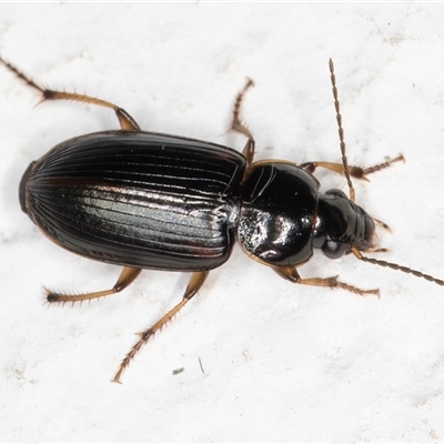 Unidentified Beetle (Coleoptera) at Melba, ACT - 4 Dec 2024 by kasiaaus