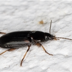 Harpalini sp. (tribe) at Melba, ACT - 4 Dec 2024 10:23 PM