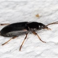 Harpalini sp. (tribe) at Melba, ACT - 4 Dec 2024 10:23 PM