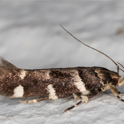 Macrobathra ceraunobola (a cosmet moth) at Melba, ACT - 4 Dec 2024 by kasiaaus