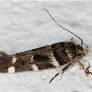 Macrobathra ceraunobola at Melba, ACT - 4 Dec 2024 10:27 PM