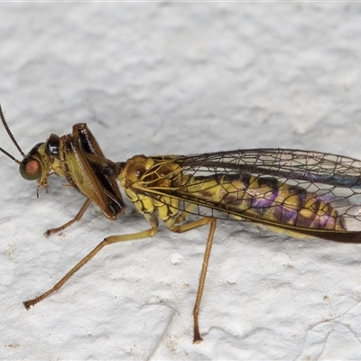 Campion sp. (genus) (Mantis Fly) at Melba, ACT - 5 Dec 2024 by kasiaaus