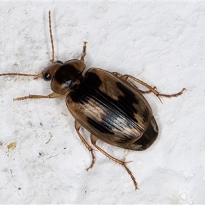 Sarothrocrepis elegans at Melba, ACT - 5 Dec 2024 10:33 PM