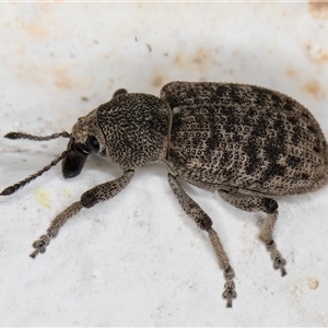 Rhinaria sp. (genus) (Unidentified Rhinaria weevil) at Melba, ACT by kasiaaus