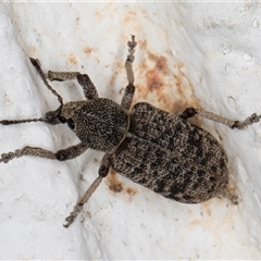 Rhinaria sp. (genus) at Melba, ACT - 5 Dec 2024 10:36 PM