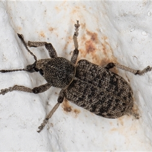 Rhinaria sp. (genus) at Melba, ACT - 5 Dec 2024 10:36 PM