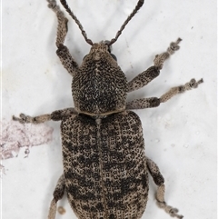 Rhinaria sp. (genus) at Melba, ACT - 5 Dec 2024 10:36 PM