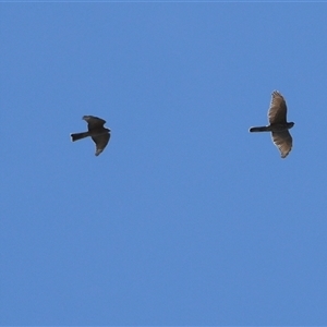 Tachyspiza cirrocephala (Collared Sparrowhawk) at Higgins, ACT by Untidy