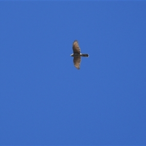 Tachyspiza cirrocephala at Higgins, ACT - 3 Mar 2021