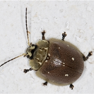 Paropsis aegrota at Melba, ACT - 5 Dec 2024