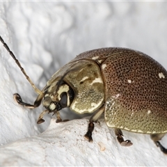 Paropsis aegrota at Melba, ACT - 5 Dec 2024