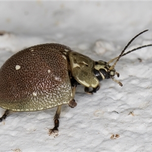 Paropsis aegrota at Melba, ACT - 5 Dec 2024 10:39 PM