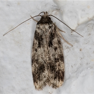 Barea confusella (A Concealer moth) at Melba, ACT by kasiaaus