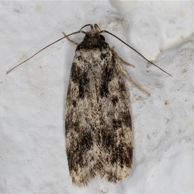 Barea confusella (A Concealer moth) at Melba, ACT - 5 Dec 2024 by kasiaaus