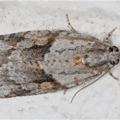 Acropolitis rudisana at Melba, ACT - 5 Dec 2024