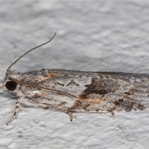 Acropolitis rudisana at Melba, ACT - 5 Dec 2024