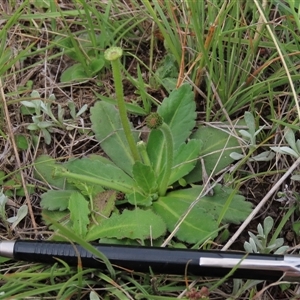 Solenogyne gunnii (Solengyne) at Dry Plain, NSW by AndyRoo