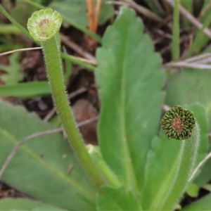 Solenogyne gunnii at Dry Plain, NSW - 29 Dec 2023