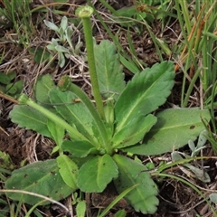 Solenogyne gunnii at Dry Plain, NSW - 29 Dec 2023