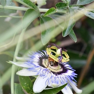 Passiflora caerulea at Higgins, ACT - 30 Jan 2021