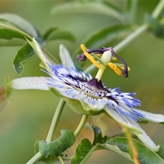 Passiflora caerulea at Higgins, ACT - 30 Jan 2021