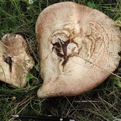 Agaricus sp. (Agaricus) at Dry Plain, NSW - 29 Dec 2023 by AndyRoo