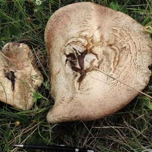 Agaricus sp. (Agaricus) at Dry Plain, NSW by AndyRoo