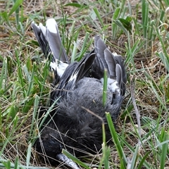 Strepera graculina (Pied Currawong) at Higgins, ACT - 27 Jan 2021 by Untidy