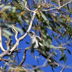 Coracina novaehollandiae (Black-faced Cuckooshrike) at Higgins, ACT - 18 Jan 2021 by Untidy