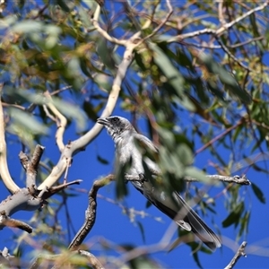 Coracina novaehollandiae at Higgins, ACT - 18 Jan 2021