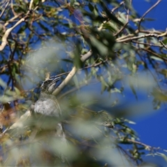 Coracina novaehollandiae at Higgins, ACT - 18 Jan 2021