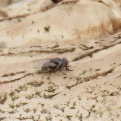 Unidentified Other true fly at Dry Plain, NSW - 29 Dec 2023 by AndyRoo