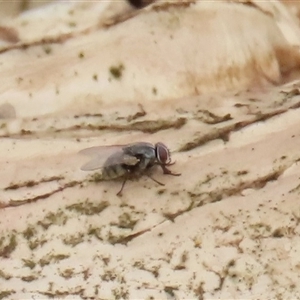 Unidentified Other true fly at Dry Plain, NSW by AndyRoo