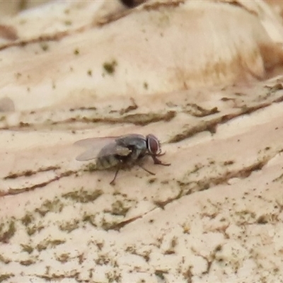 Unverified Other true fly at Dry Plain, NSW - 29 Dec 2023 by AndyRoo