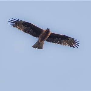 Hieraaetus morphnoides (Little Eagle) at Acton, ACT by Untidy