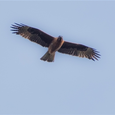 Hieraaetus morphnoides (Little Eagle) at Acton, ACT - 19 Sep 2020 by Untidy