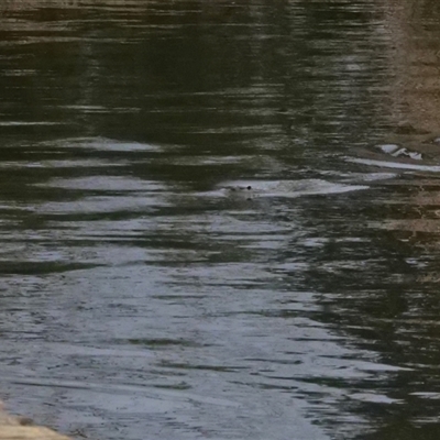 Hydromys chrysogaster (Rakali or Water Rat) at Parkes, ACT - 9 Aug 2020 by Untidy