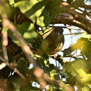 Ptilonorhynchus violaceus at Higgins, ACT - 21 Jul 2020