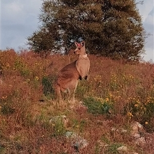 Macropus giganteus at Fadden, ACT - 6 Dec 2024 06:00 AM