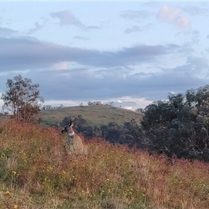 Macropus giganteus at Fadden, ACT - 6 Dec 2024 06:00 AM